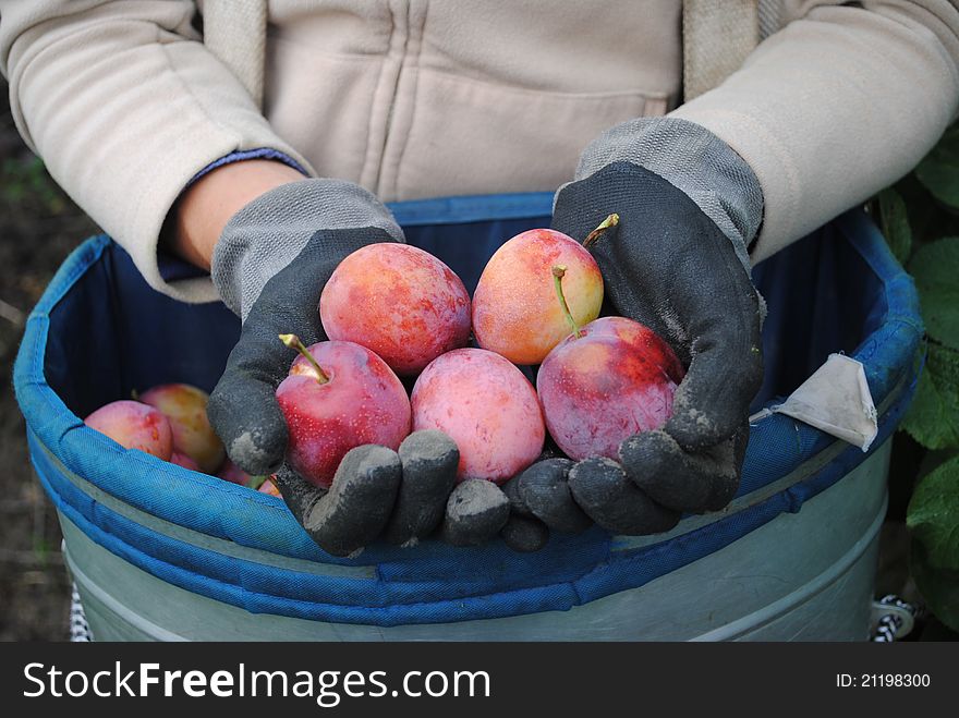 Harvesting of fresh organic plums in woman's hands