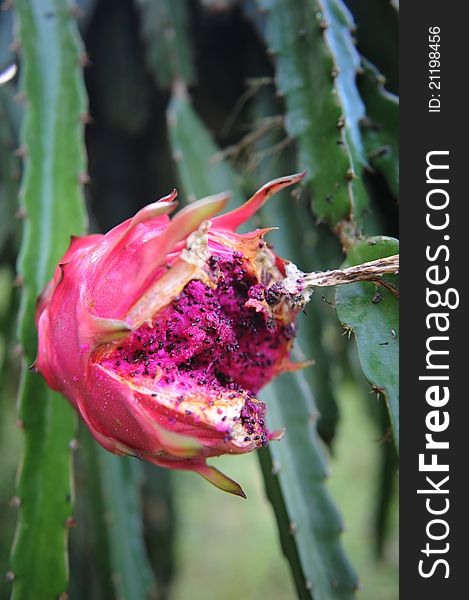 Rot pitahaya fruit on tree.