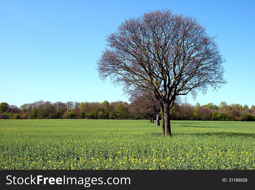 Trees in a rapeseed field in autumn