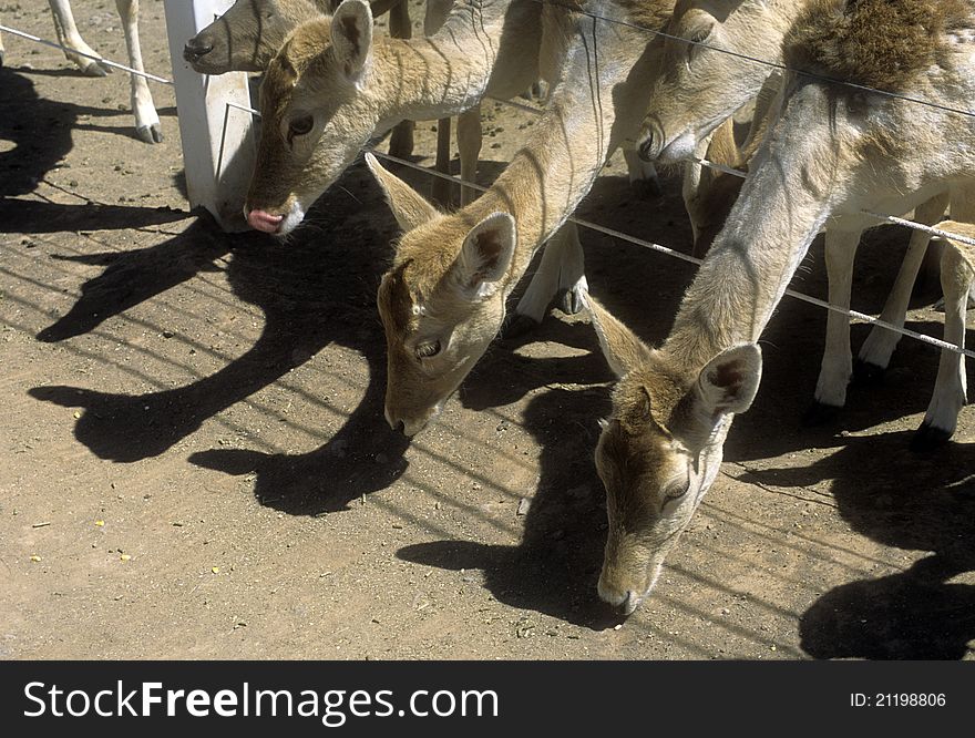 A row of several captive deer, heads reaching through a fence to feed dropped on the ground. A row of several captive deer, heads reaching through a fence to feed dropped on the ground.