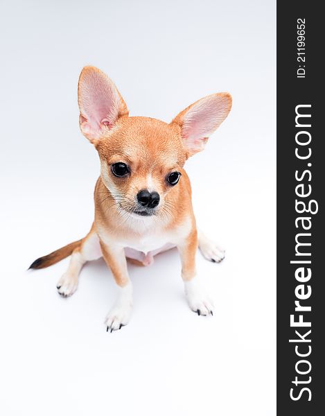 A Chihuahua Sitting with a white background