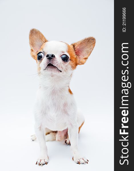 A Chihuahua Sitting with a white background