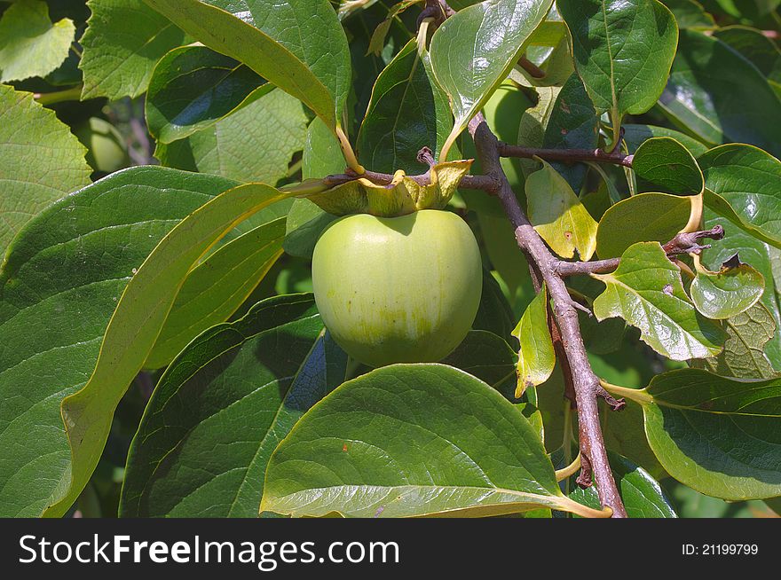 Green fruit of persimmon in a twigs of tree. Green fruit of persimmon in a twigs of tree