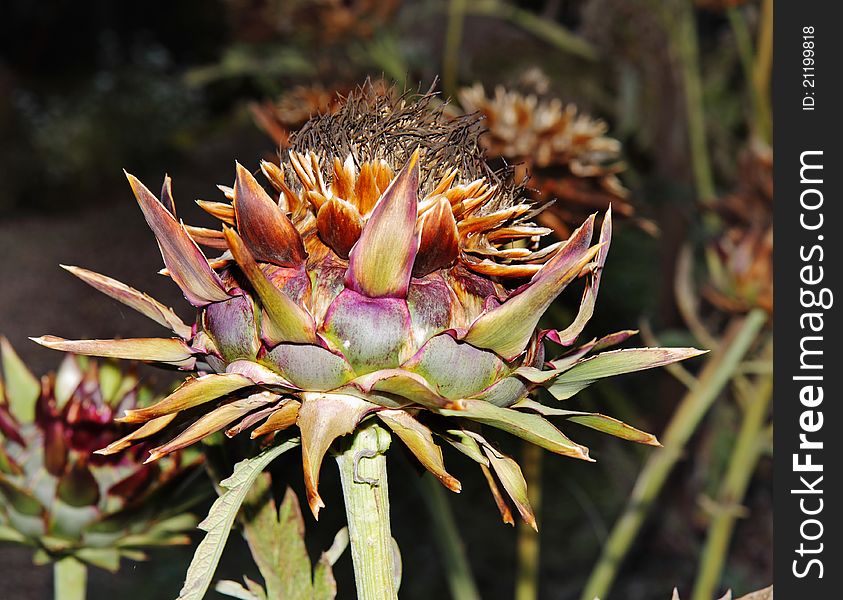 Close up of an Artichoke Flower Head