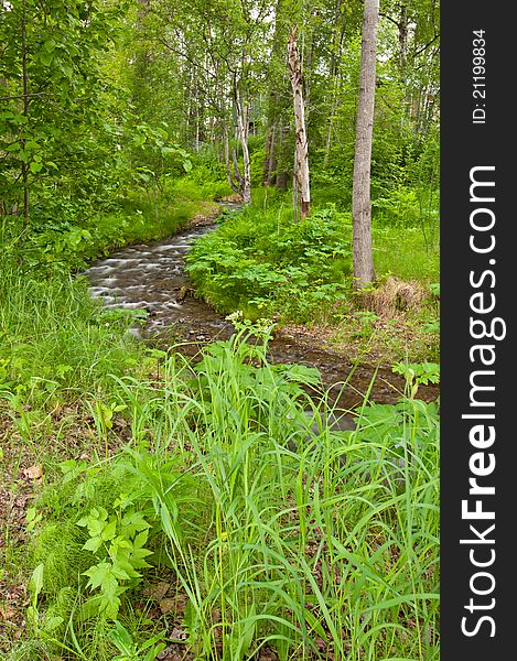 Meandering river in forest