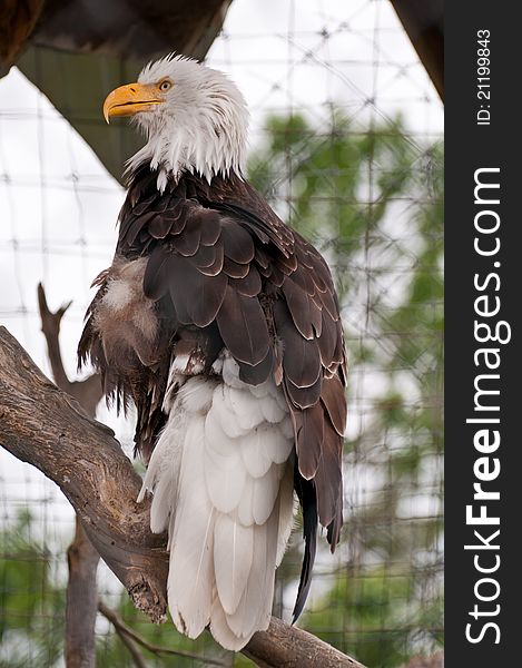 Bald eagle in captive at a wildlife conservatory park.