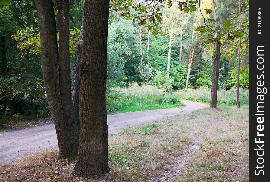 Road and trees