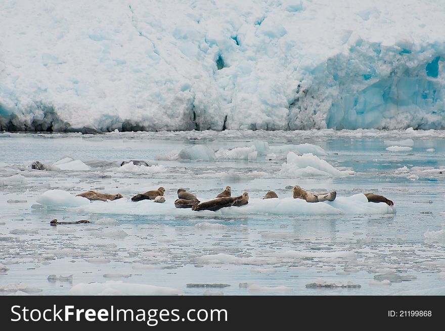 Seals On Iceberg
