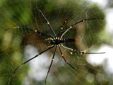 Nature Orb Web Spider Stock Photos