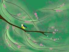 Free Blue Tit Royalty Free Stock Image - 2128376