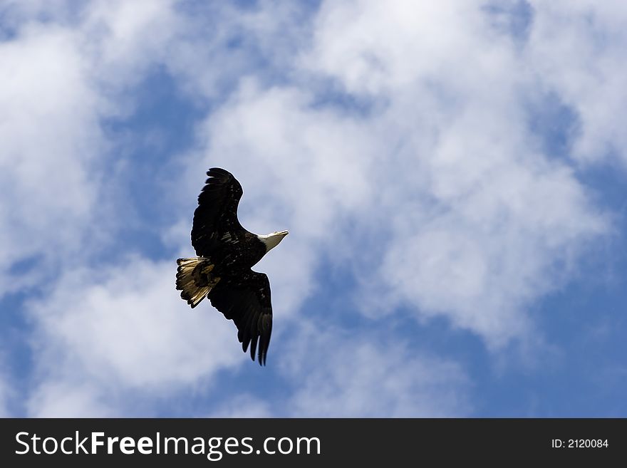 A view from below of a white headed bald eagle, with outstretched wings and backlit tail, soaring across white clouds in a blue sky. A view from below of a white headed bald eagle, with outstretched wings and backlit tail, soaring across white clouds in a blue sky.