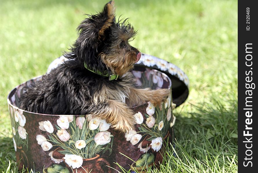 Yorkshire terrier puppy in a hatbox. Yorkshire terrier puppy in a hatbox