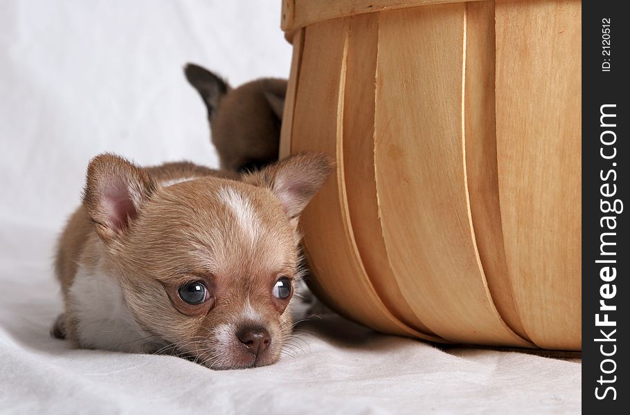 Chihuahua puppy lying down in front of a wooden fruit crate or basket. Chihuahua puppy lying down in front of a wooden fruit crate or basket
