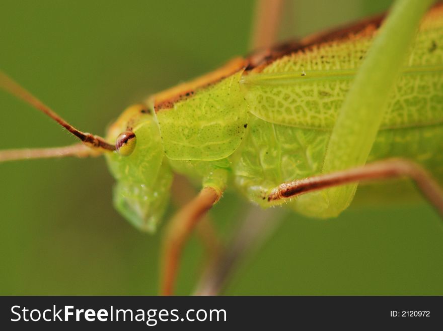 A small green katydid in the parks