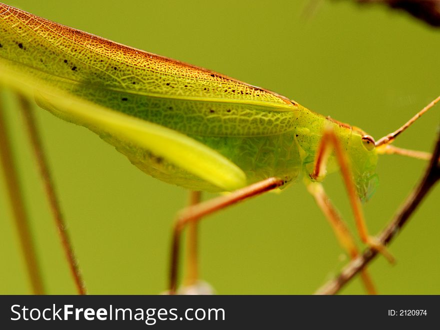 A small green katydid in the parks