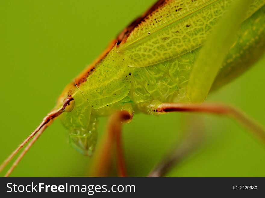 A small green katydid in the parks