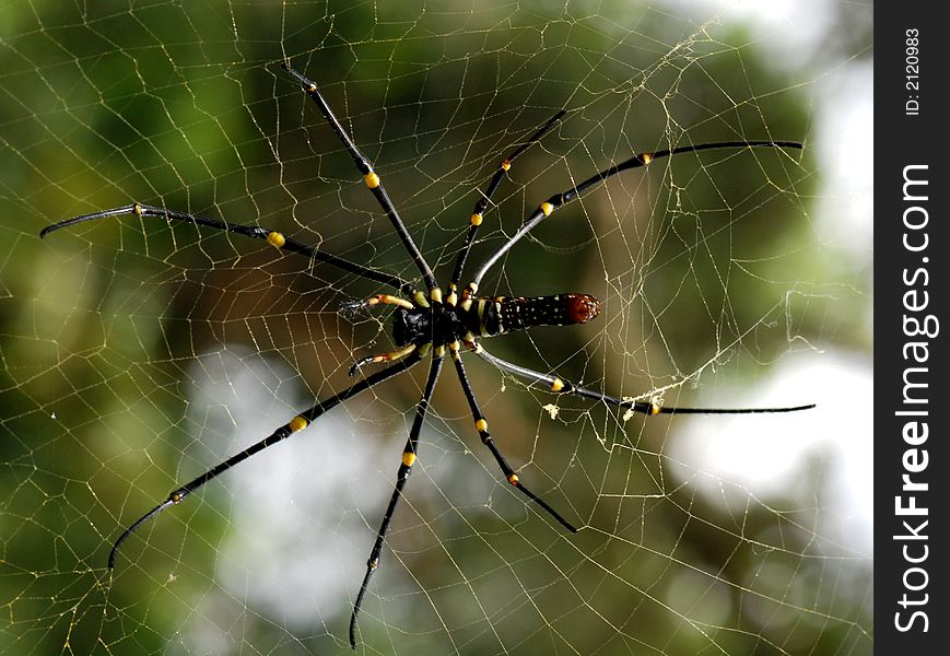 Nature Orb Web Spider