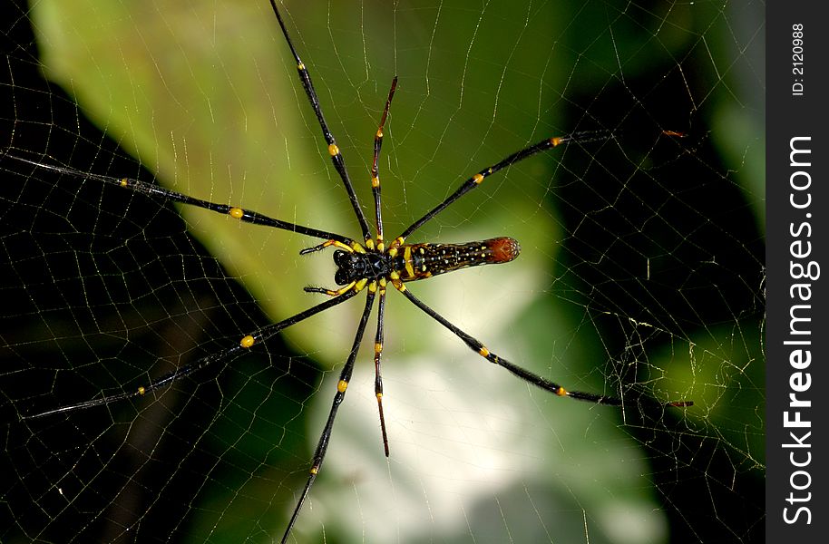 Nature orb web spider