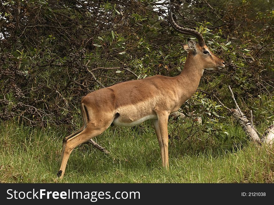 Impala standing still doing its ablutions