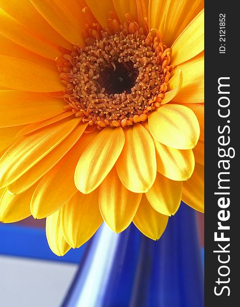 Macro of orange gerbera in a blue bottle.