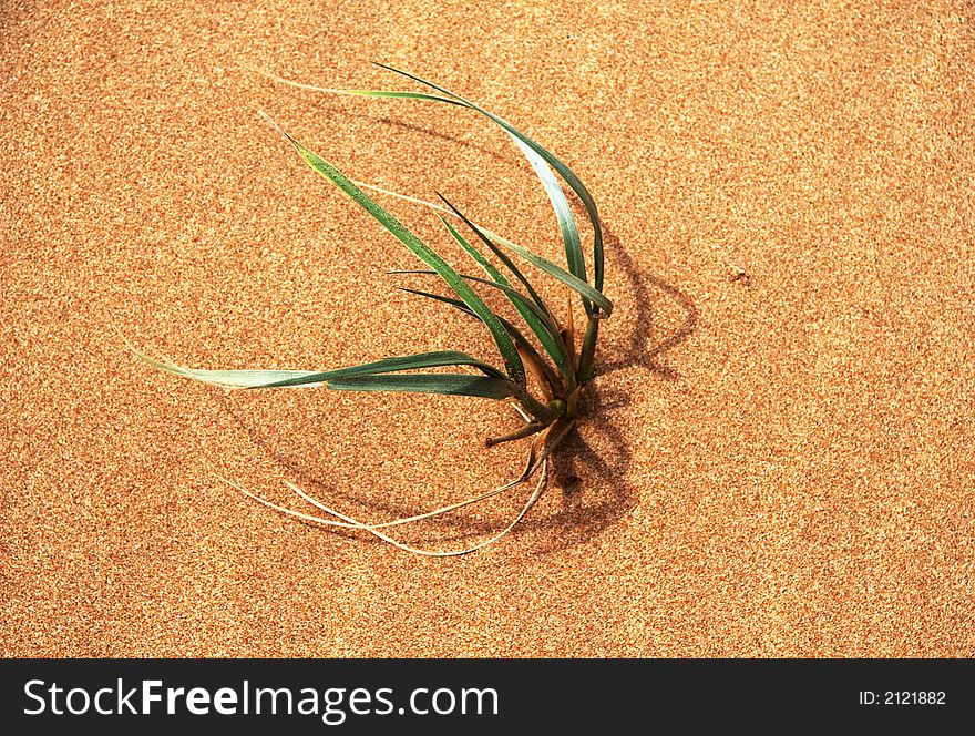 Single plant of grass on red sand.