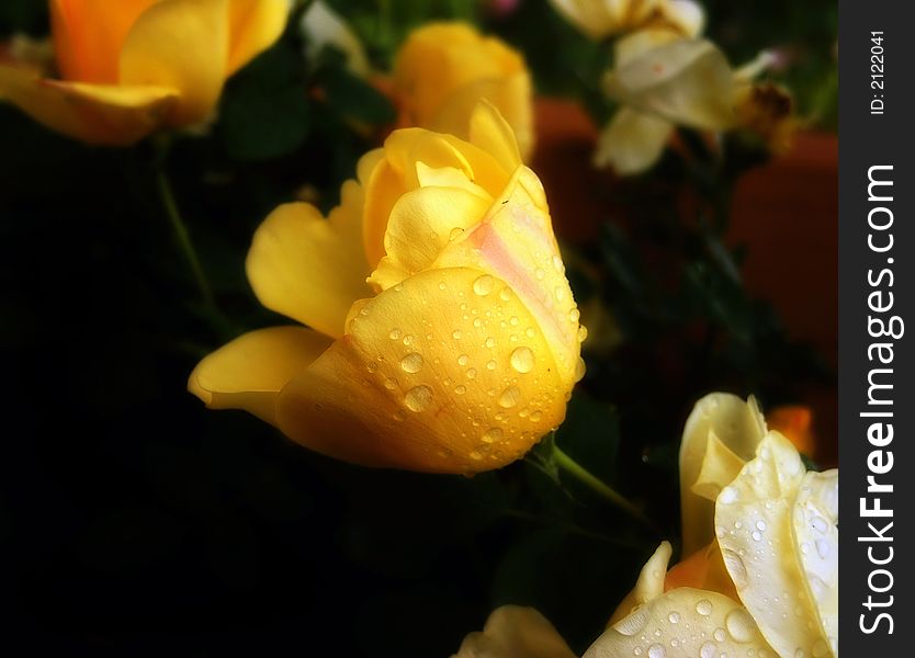 Yellow Rose with raindrops closeup macro. Yellow Rose with raindrops closeup macro