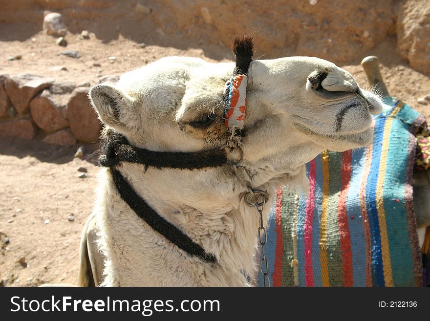 Camel at St. Catherineâ€™s Monastery