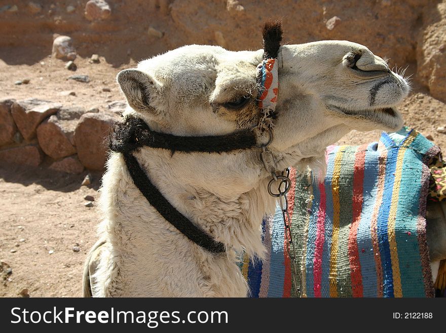 Camel at St. Catherineâ€™s Monastery