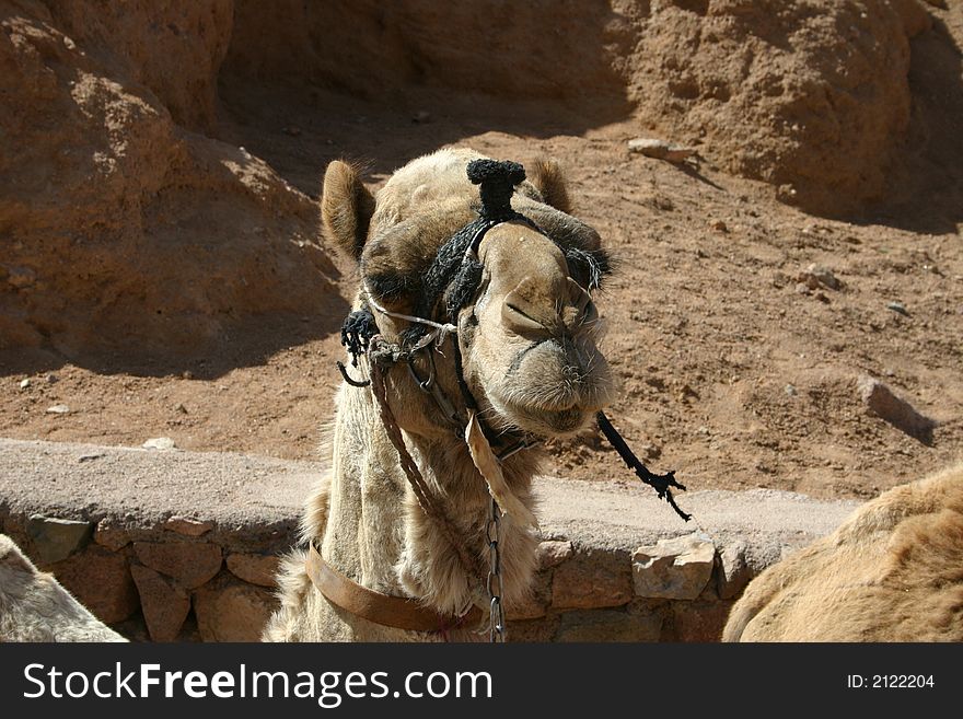 Camel at St. Catherineâ€™s Monastery