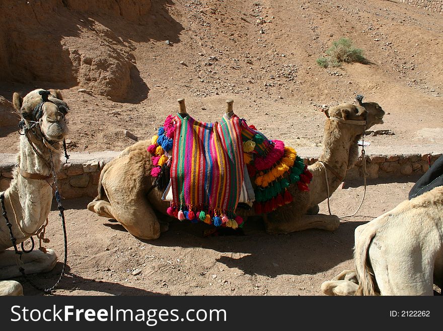 Camel at St. Catherineâ€™s Monastery