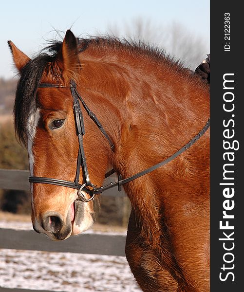 A giant Clydesdale horse relaxes on the farm. A giant Clydesdale horse relaxes on the farm