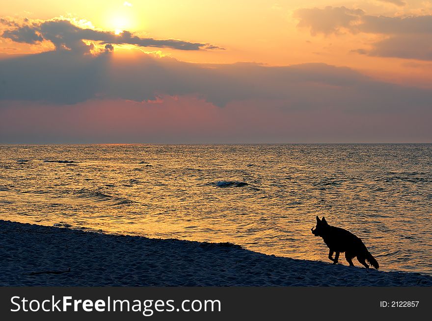 Sunset on Baltic Sea in Poland whit dog