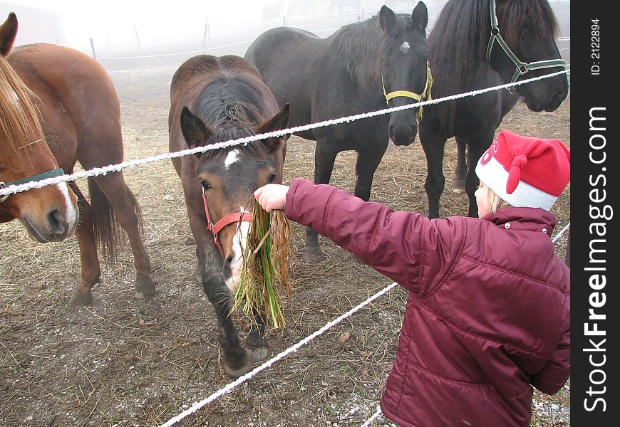 Young girl feeding a horse