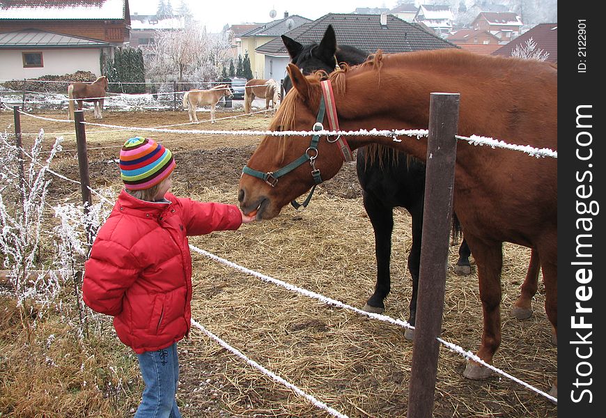 Feeding A Horse