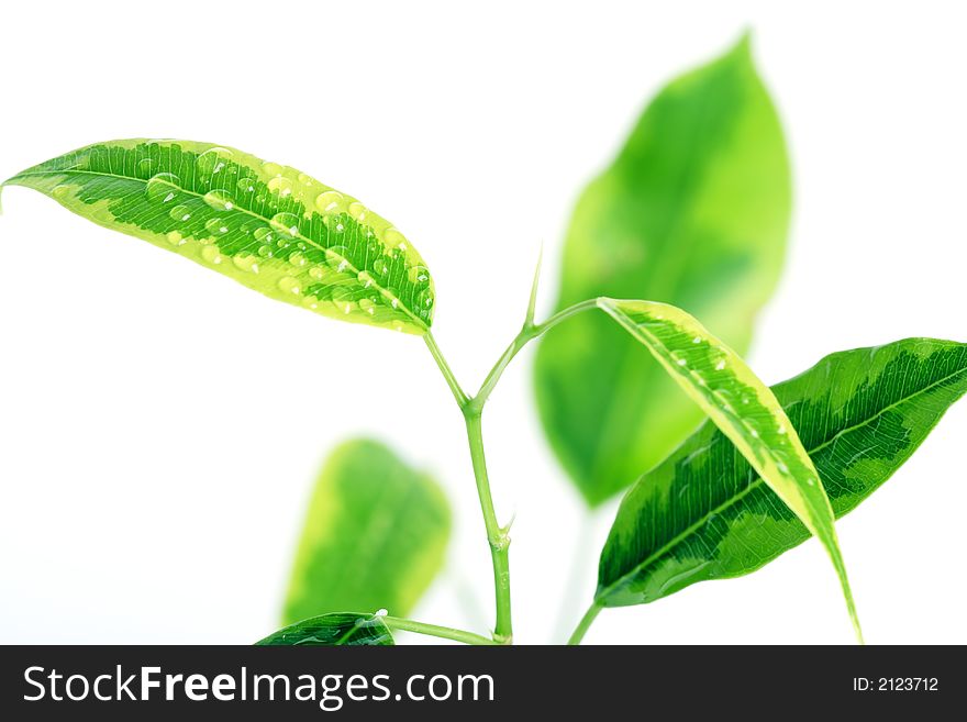 Branches of green ficus. Close up. Isolated white. Branches of green ficus. Close up. Isolated white.