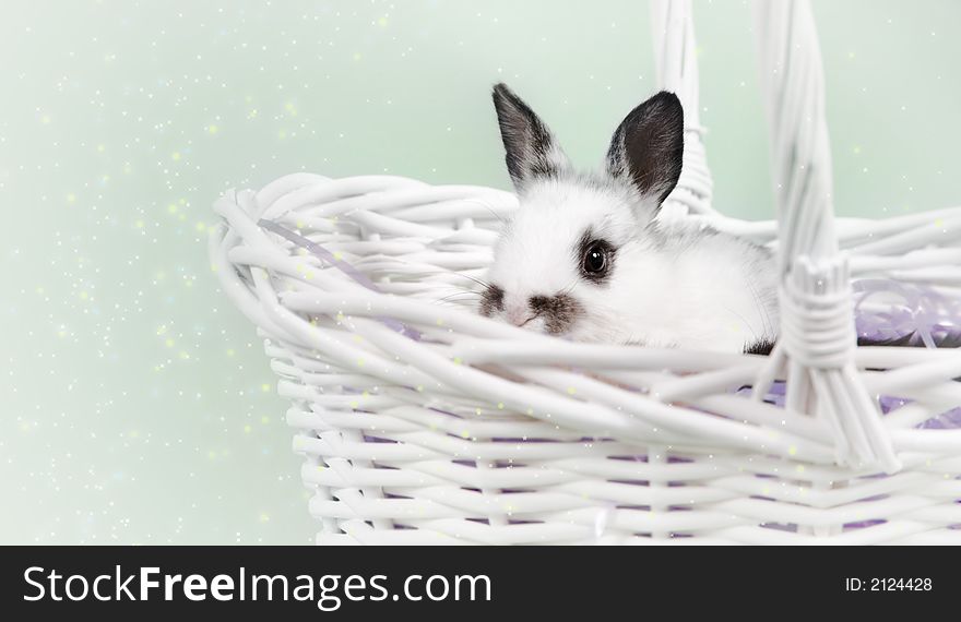 Adorable baby bunny rabbit with easter props. Adorable baby bunny rabbit with easter props