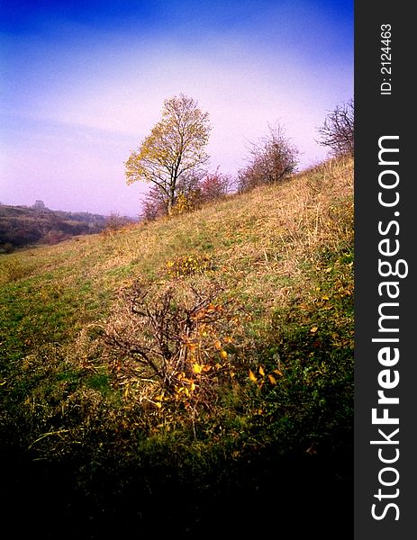 Autumn trees in acountryside,  steppe zone. Autumn trees in acountryside,  steppe zone