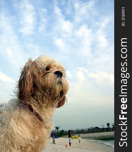 Cute dog at beach with sky