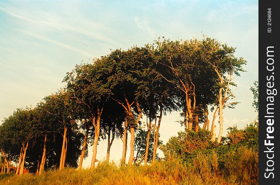 Trees On The Sunset