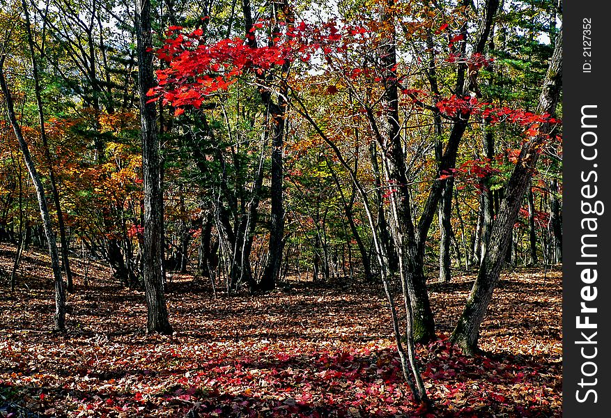 Landscape in far-eastern taiga. Maples with purple-red leaves. Cover of leaves on a ground. Russian Far East, Primorye. Landscape in far-eastern taiga. Maples with purple-red leaves. Cover of leaves on a ground. Russian Far East, Primorye.