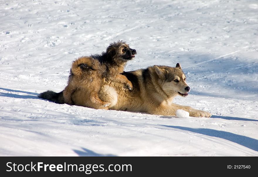 Love of two dogs in winter day. Love of two dogs in winter day