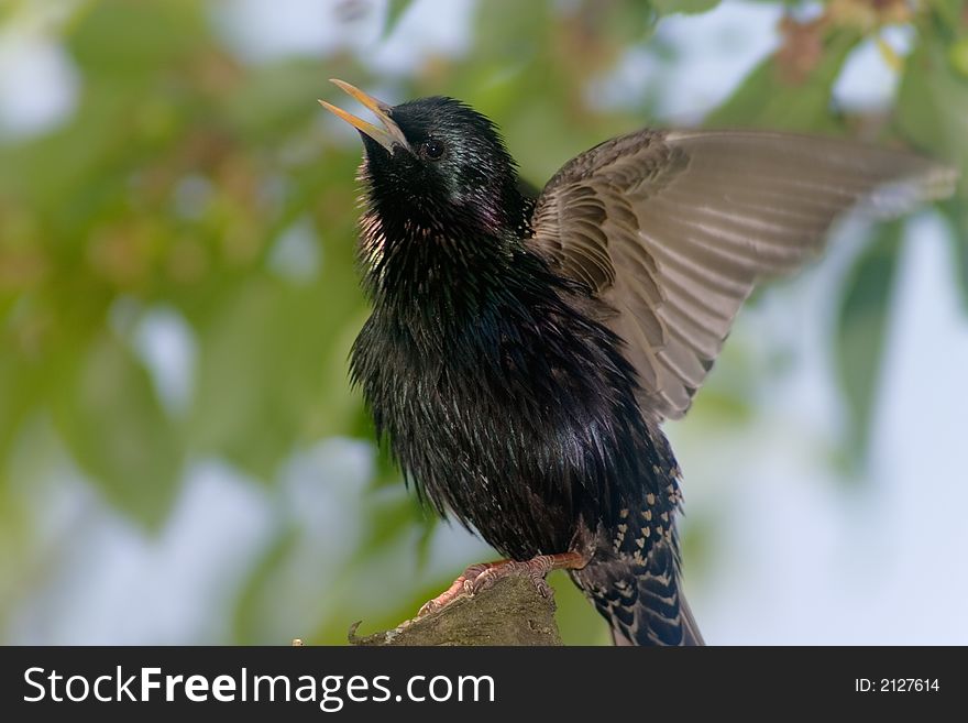 Starling bird warble in the spring bush. Starling bird warble in the spring bush