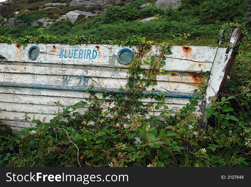 Old irish boat overgrown and covered by green plants (blackberry, bramble, ivy). Old irish boat overgrown and covered by green plants (blackberry, bramble, ivy).