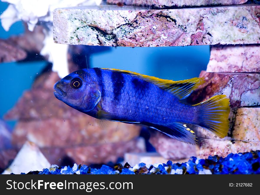 Bright blue fish with gold fins in the aquarium. Bright blue fish with gold fins in the aquarium