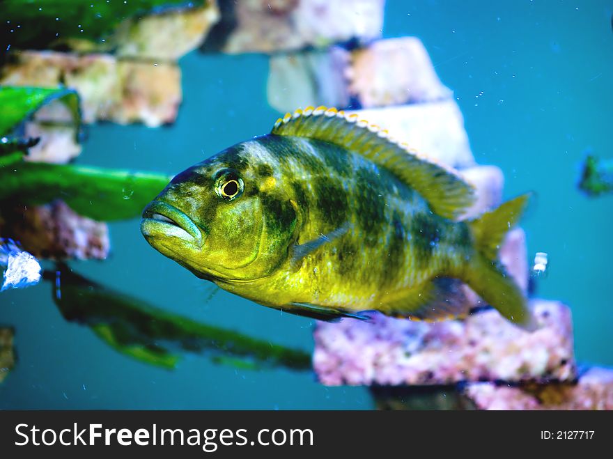 Camouflage Predator Fish