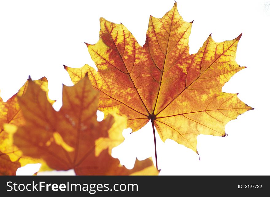 Autumn foliage of  maple covered by  sunlight. Autumn foliage of  maple covered by  sunlight