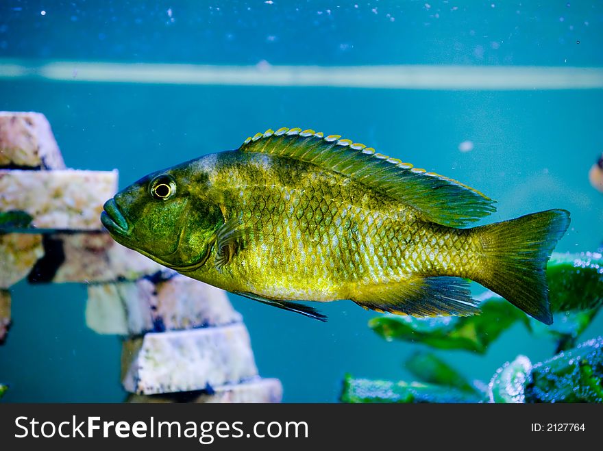 Camouflage colorated predator fish in the aquarium