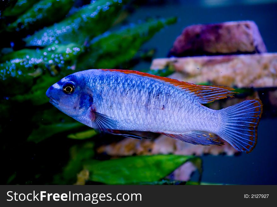 Bright blue fish with red fins in the aquarium. Bright blue fish with red fins in the aquarium