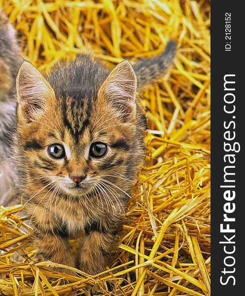 Striped kitten looks in the chamber on background of hay