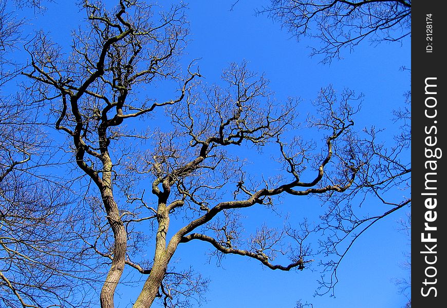 Beautiful crown of the trees and clean blue sky. Beautiful crown of the trees and clean blue sky.